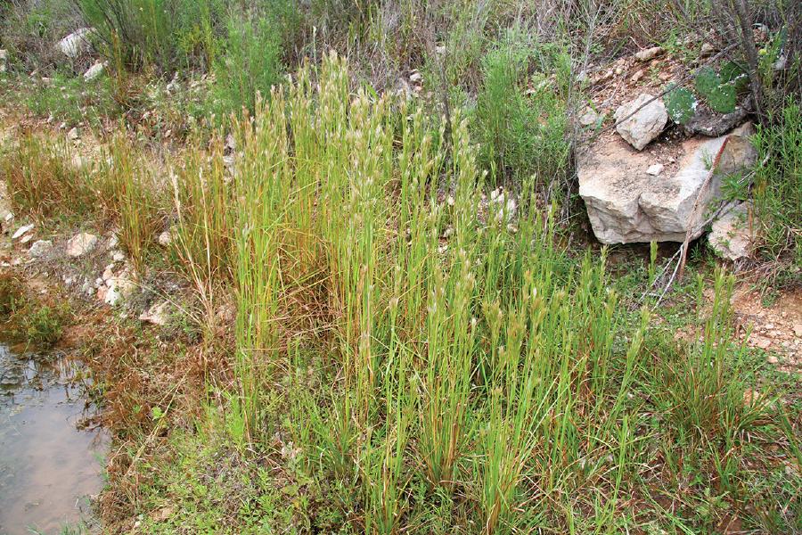 Bushy bluestem doing the job of creekbank stabilizer on any creek in Texas.