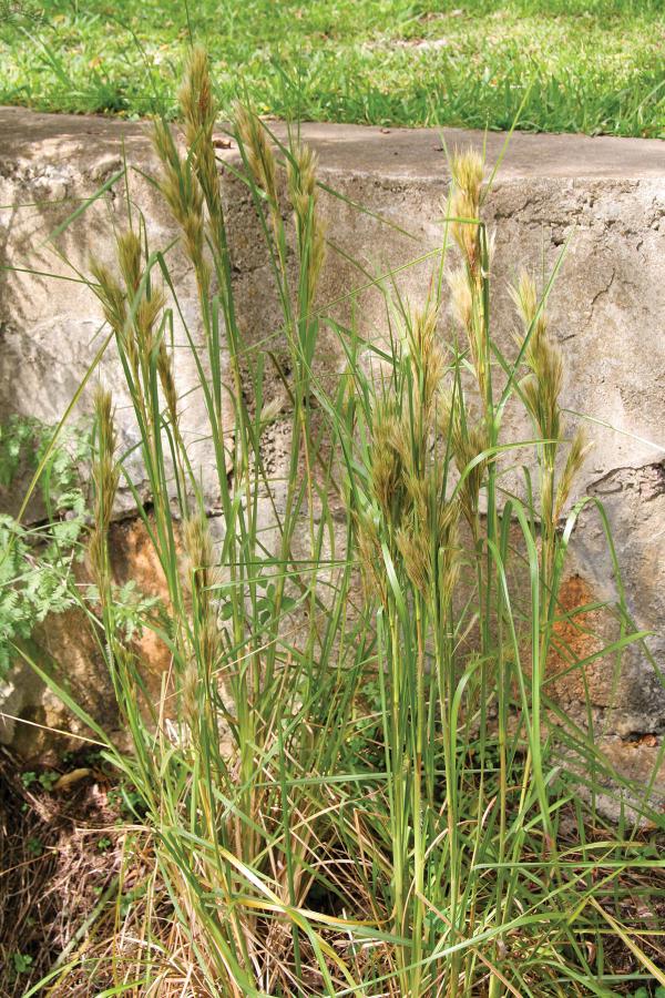 Bush bluestem can add a splash of bronze color to a native plant garden.