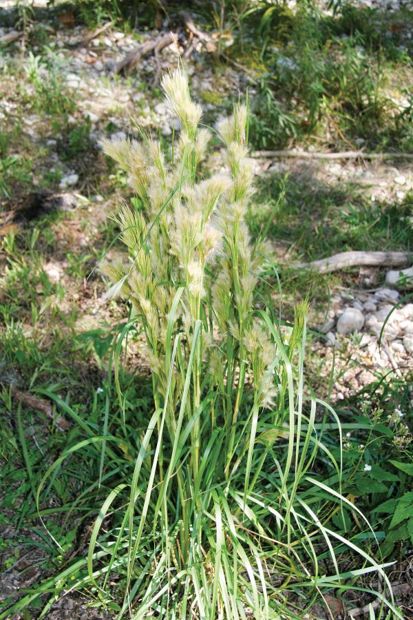 In early fall the green color of the stems and leaves gives way to the reddish-brown color it carries well into winter.