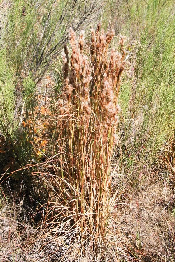 Early maturing plant seen in October preparing for winter dormancy.