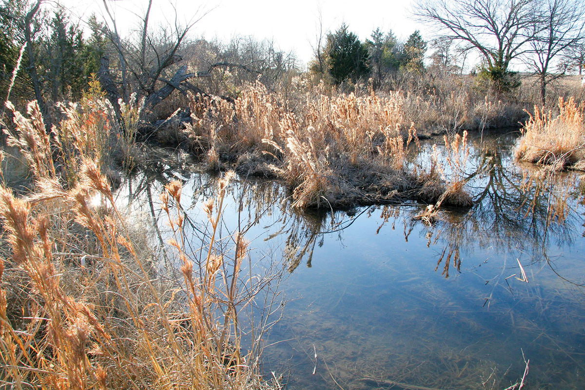 Bushy Bluestem