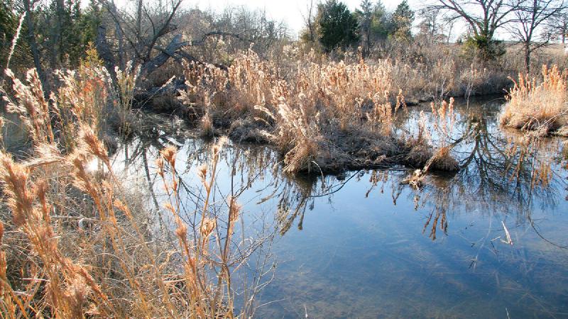 Bushy Bluestem