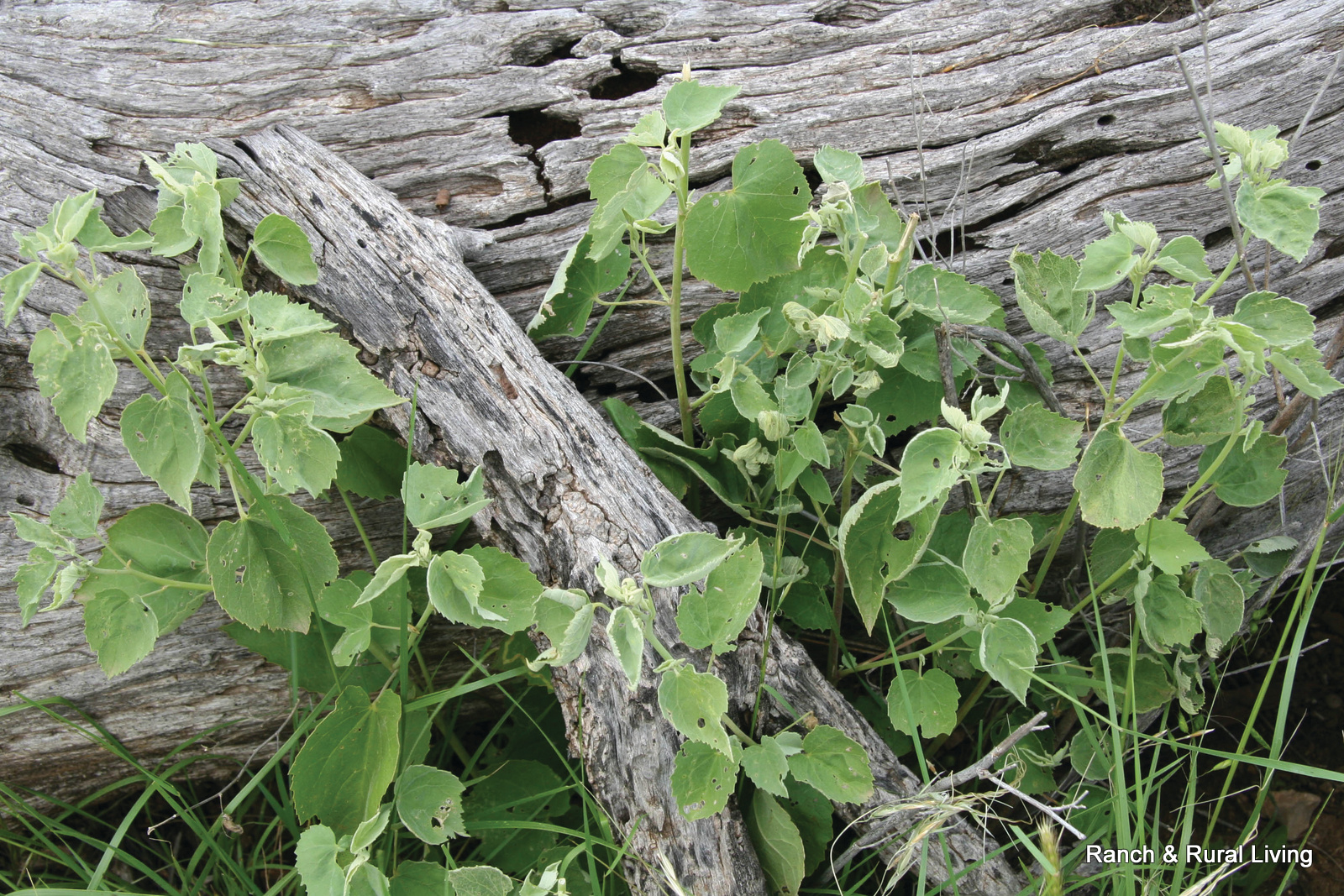 Indian Mallow