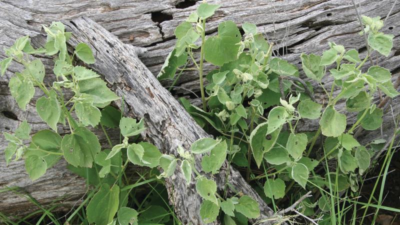 Indian Mallow